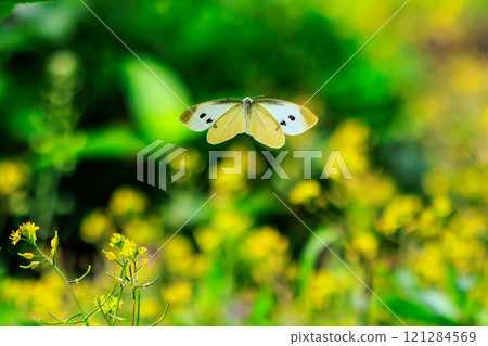 A white fairy fluttering and fluttering, a cabbage white butterfly 121284569
