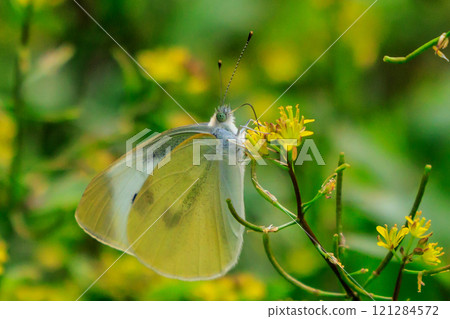A white fairy fluttering and fluttering, a cabbage white butterfly 121284572