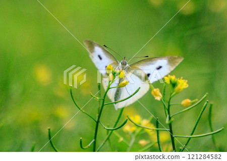 A white fairy fluttering and fluttering, a cabbage white butterfly 121284582