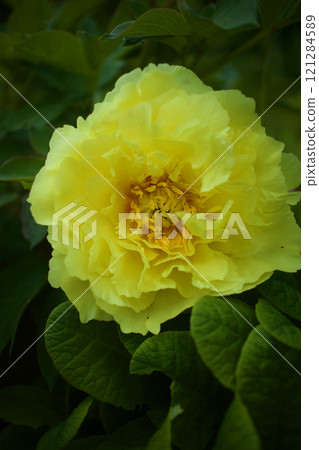草藥是“Tateba Paeonia”，品種是Birdzera，花語是“害羞”和“害羞”。 121284589