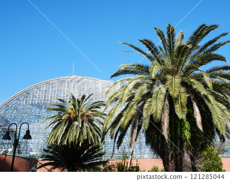 棕櫚樹與藍天|夢之島熱帶植物園 棕櫚樹與藍天|夢之島熱帶植物園 121285044