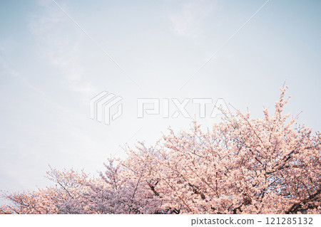 櫻桃樹 121285132