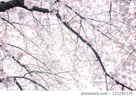 Cherry Blossoms	 121285135