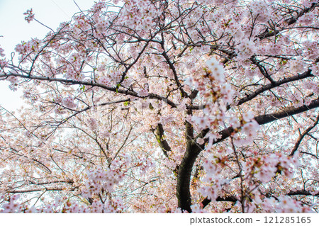 Cherry Blossoms	 121285165