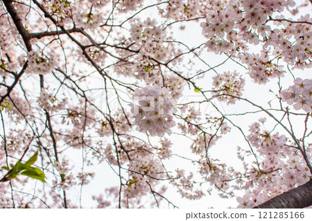Cherry Blossoms	 121285166