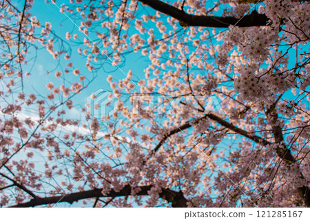 Cherry Blossoms	 121285167