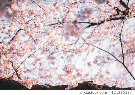 櫻桃樹 櫻桃樹 121285183