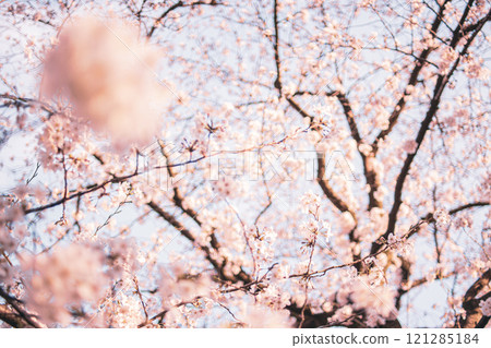 櫻桃樹 櫻桃樹 121285184