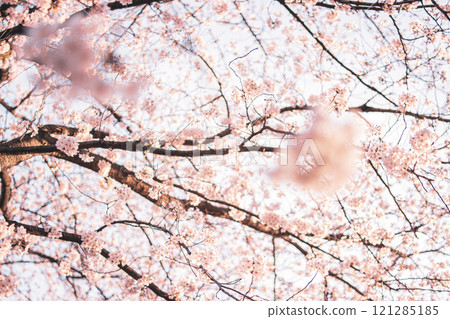 櫻桃樹 櫻桃樹 121285185