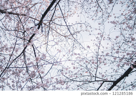 櫻桃樹 櫻桃樹 121285186