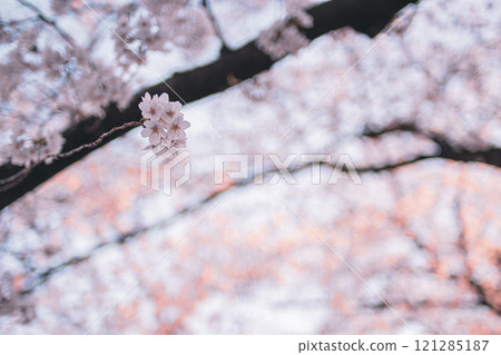 櫻桃樹 櫻桃樹 121285187
