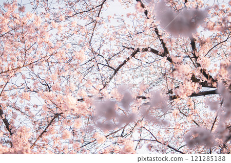 櫻桃樹 櫻桃樹 121285188