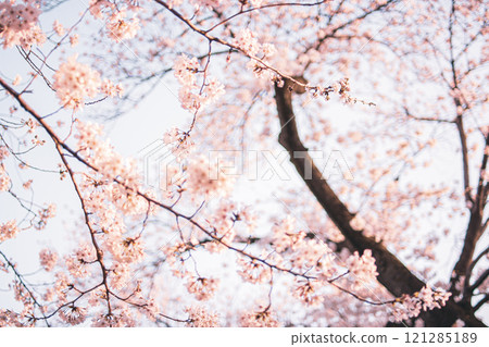 Cherry Blossoms	 121285189