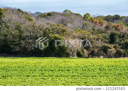 Rape flower field, forest and sea 121285583