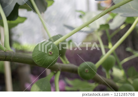 Thai agricultural produce to be exhibited at the fair Thai agricultural produce to be exhibited at the fair 121285708