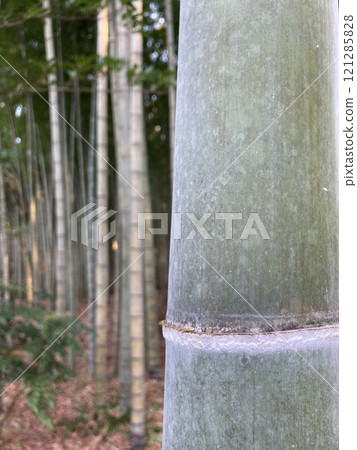 竹林裡的綠色竹子 竹林裡的綠色竹子 121285828
