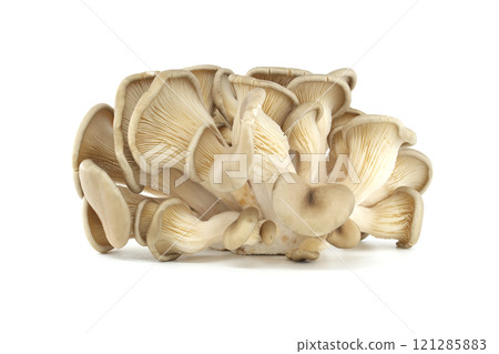 Fresh Oyster Mushrooms Isolated on White Background in Studio Lighting 121285883