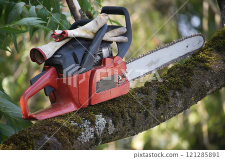 Red chainsaw and work gloves on a tree branch in a sunny outdoor setting 121285891