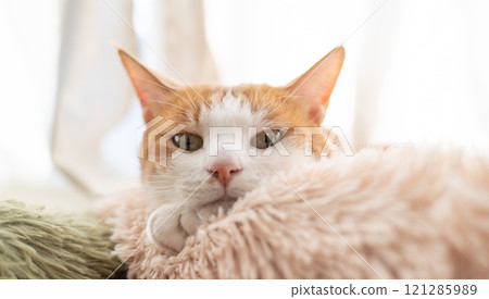 A cat relaxing by the window Brown tiger white 121285989