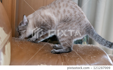 A troublesome cat scratching its claws on the sofa - Siamese tabby cat 121287009
