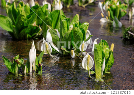 Beautifully blooming skunk cabbage in Chitose, Hokkaido [April] 121287015