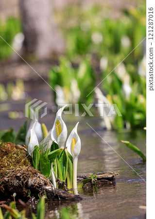 Beautifully blooming skunk cabbage in Chitose, Hokkaido [April] 121287016