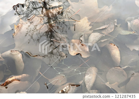 Autumn Leaves Submerged in Water with Tree Reflection.A serene scene of autumn leaves submerged in still water. 121287435