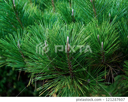 New shoots of evergreen coniferous Pinus densiflora 121287607