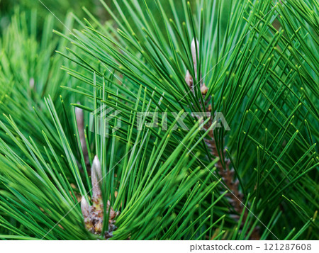 New shoots of evergreen coniferous Pinus densiflora 121287608