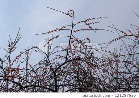 Plum Grove, Tatsuno Plum Grove, Umeboshi, Hyogo Prefecture 121287650