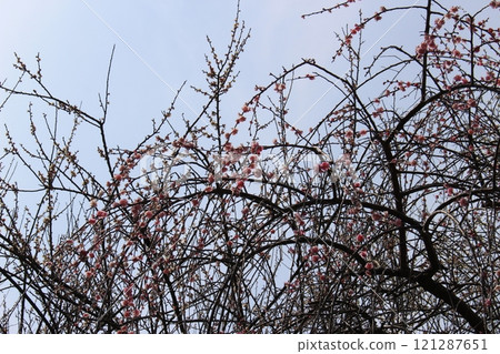Plum Grove, Tatsuno Plum Grove, Umeboshi, Hyogo Prefecture 121287651