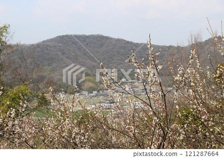 Plum Grove, Tatsuno Plum Grove, Umeboshi, Hyogo Prefecture 121287664
