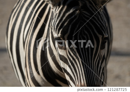 Zebras Stripes Closeup Zoo Animal: Detailed portrait of a zebra at a zoo, showcasing its distinctive stripes. Daytime observation for educational purposes. Zebras Stripes Closeup Zoo Animal: Detailed portrait of a zebra at a zoo, showcasing its distinctive stripes. Daytime observation for educational purposes. 121287725