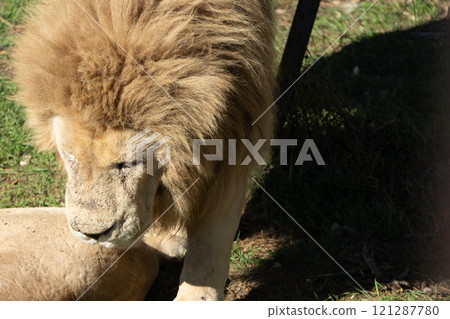 Lion, White, Safari: A majestic white lion in its natural habitat. 121287780