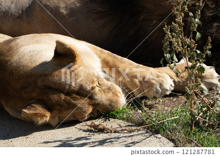 Lioness Sleeping Grass Zoo - A female lion rests on the ground in a zoo enclosure, surrounded by grass. 121287781