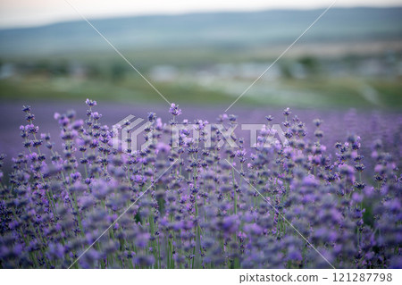 Blooming lavender field. Beautiful purple flowers. Regional organic cultivation. Blooming lavender field. Beautiful purple flowers. Regional organic cultivation. 121287798