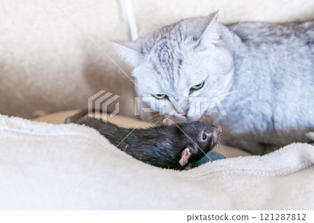 Cat Rat Hunting Couch - A silver tabby cat is hunting a black rat on a beige couch. Cat Rat Hunting Couch - A silver tabby cat is hunting a black rat on a beige couch. 121287812