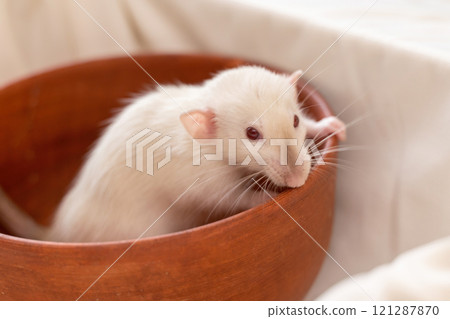 The head of a white rat on a white background, she sits in a clay plate and looks out, putting her front paws on the edge 121287870