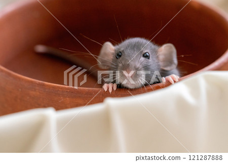 The head of a gray Dumbo rat on a white background, she sits in a clay plate and looks out, putting her front paws on the edge 121287888
