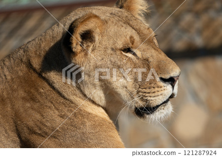 Lioness Closeup Portrait Zoo Animal 121287924