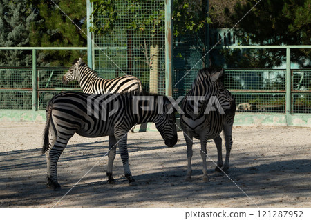 Zebras Zoo Enclosure, daytime, captive animals; Three zebras interact within a zoo enclosure during daytime hours for conservation and exhibition. 121287952