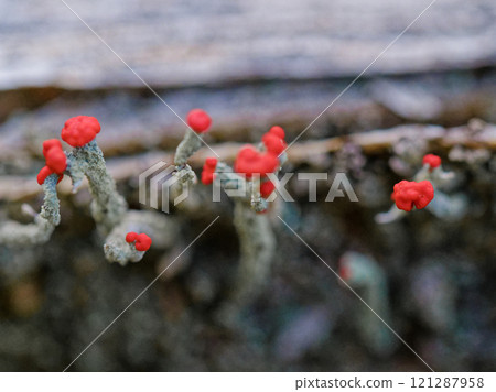 Lichen: Red lichen of the family Polytrichum commune Lichen: Red lichen of the family Polytrichum commune 121287958