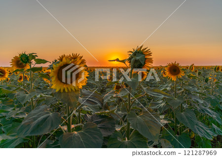 Field sunflowers in the warm light of the setting sun. Summer time. Concept agriculture oil production growing. Field sunflowers in the warm light of the setting sun. Summer time. Concept agriculture oil production growing. 121287969