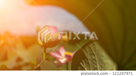 A pink lotus flower sways in the wind. Against the background of their green leaves. Lotus field on the lake in natural environment. A pink lotus flower sways in the wind. Against the background of their green leaves. Lotus field on the lake in natural environment. 121287971