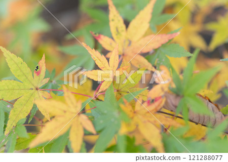Maple that turns yellow Maple that turns yellow 121288077