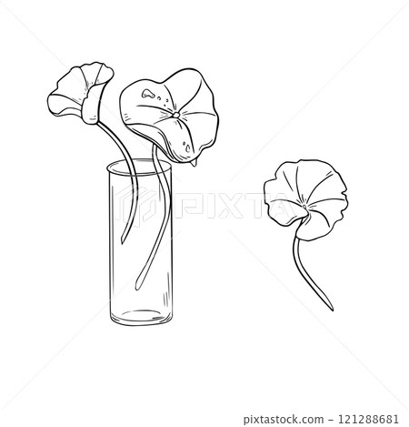 Asiatic pennywort in glass flask black white vector illustration on white. Gotu kola ground cover plant herbal hand drawn linear botanical sketch. Centella for design package, label organic product. Asiatic pennywort in glass flask black white vector illustration on white. Gotu kola ground cover plant herbal hand drawn linear botanical sketch. Centella for design package, label organic product. 121288681