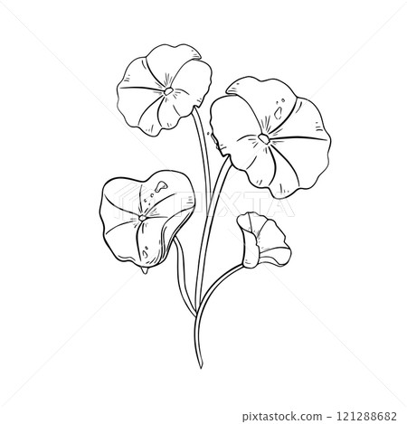 Centella asiatica composition black white vector illustration isolated. Pennywort, gotu kola herbal plants hand drawn monochrome. Centella linear sketch for package, label. Anti-aging ingredient. Centella asiatica composition black white vector illustration isolated. Pennywort, gotu kola herbal plants hand drawn monochrome. Centella linear sketch for package, label. Anti-aging ingredient. 121288682