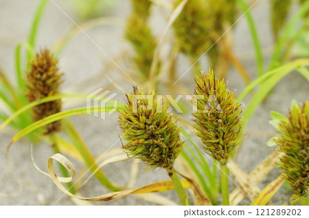 Koubotomugi Koubotomugi 121289202