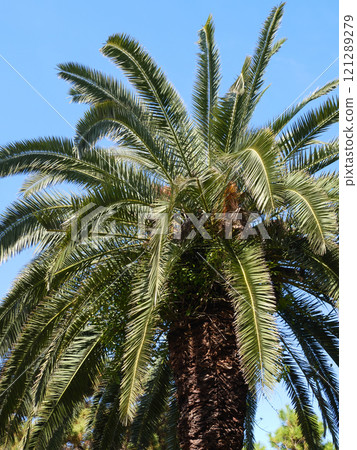 藍天映襯下的棕櫚樹｜夢之島公園 121289279