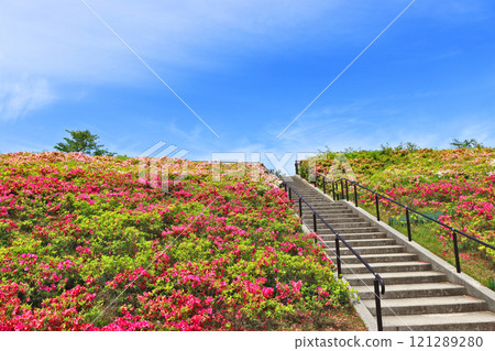 杜鵑花盛開的下關市多功能公園大野山公園 121289280